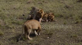 Lions in Queen Elizabeth National Park in Kasese, Uganda