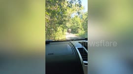 Terrified Thai driver prays as wild elephant stomps toward her car