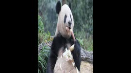 Panda is a picture of happiness munching on piece of bamboo