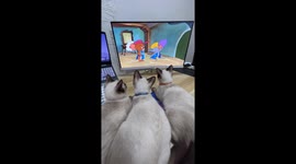 Four Siamese cats watch Tom and Jerry cartoons together