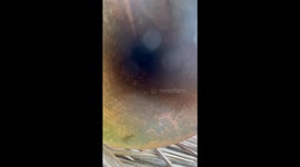 Kitten stuck in rusty pipe rescued by residents in Thailand