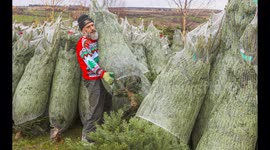 Pictures show a farm with 20,000 Christmas trees getting ready for the festive rush