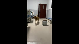 Loyal dog's heartwarming quest to find hospitalised owner in southern China