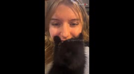 Pet dog creepily stares at the owner who is cuddling with the cat *Hilarious*