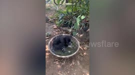 Pet dog soaks in water basin to cool off