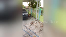 Fearless pet dogs help homeowner catch trespassing python