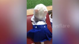 Pet cat and friend Shih Tzu dogs dress up in adorable school uniforms