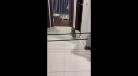 Sporty kitty takes part in 'Jumping Cat' trend and realizes her limit