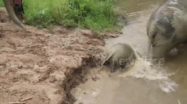 Baby elephant slips and slides down muddy river followed by much larger companion