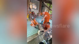 Monks use blow dryer on pet Siberian Husky's fur