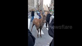Wild sika deer emerges in downtown, delighting passersby with up-close encounters