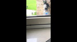Man's master plan to scare away invasive Magpies results in their squad gaining a new member!