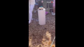 Creative parents-to-be joke around with guests before baby's gender reveal