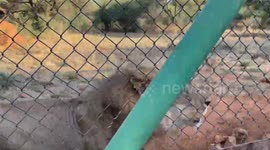 A lion just relaxing at the park in Botswana
