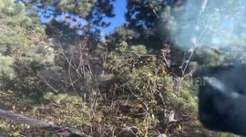 Hungry Bear Ransacks Car Lured by Forgotten Pack of Peanut M&M’s in Littleton, CO, USA
