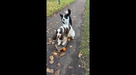 Dogs Love to Skateboard