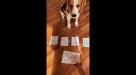 Brainy Beagle Solves Math Problems