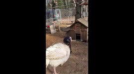 Tom the Turkey Wears a Wig