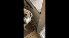 Mom Excited To See Missing Pup