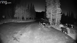 Bear Tries Out An SUV