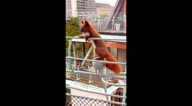 Red Squirrel Dances On Balcony