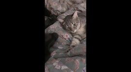 Cat Thinks Dog's Breath Stinks