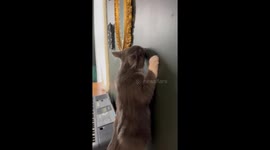 When Your Cat Was a Carpenter in a Past Life