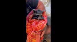 Kevin the Raccoon Loves Kisses