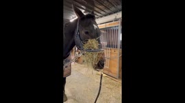 When You DIY a Way to Entertain Your Impatient Horse