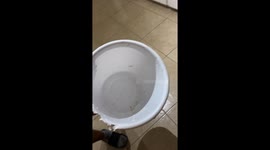 Dog Snitches Over Destroyed Bucket