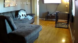 Husky Rips Couch Apart
