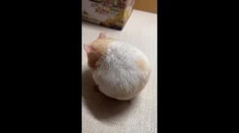 Hamster has hilarious shocked face when he's picked up