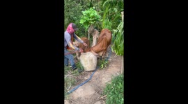 Two hapless cows get stuck in water jar at the same time