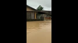 Dogs trapped in flood waters - call for help