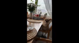 Cheeky dining table pup: begging for a bite!