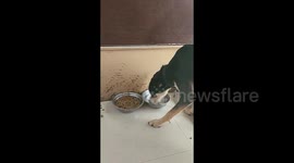 Smart dog splashes water to hydrate his dry food