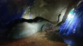 Forest officials rescue elephant after it falls into pond in southern India