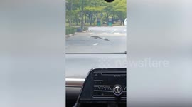 Monitor lizards form line and crosses road together