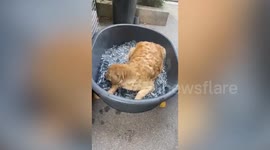 Golden Retriever dog falls asleep in tub with ice tubes amid 41 degrees C temperature