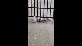 Cheeky cat reaches under gate to steal student's takeaway meal