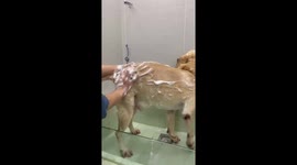 Pet Labrador twerks while being bathed by owner