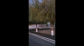 Angry Chinese man orders bird to stop singing... and it complies