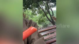 Playful owner teases pet dog with a sausage