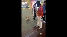 Unexpected Encounter: Dog Shares Same Stylish Red Floral Coat with Girl in Eastern China