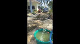 Pet American Bully is so excited to cool off in large tub