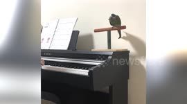 Parrot perches on piano to dance while owner plays songs