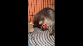 Pet raccoon drinks from milk bottle