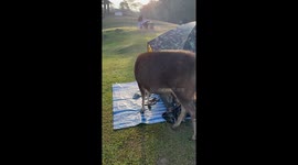 Curious wild deer climbs inside family's tent