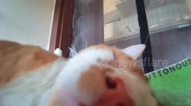 Startled owner worries about sleeping cat might have an accident and awakes it with moving camera in Southern China