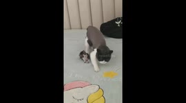 Adorable Antics of Cat Sister Trying to Bury the New Kitten She Doesn't Like in Southern China